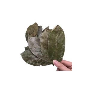 Factory Wholesale Dried Soursop Leaves <b>Raw</b> <b>Material</b> - Product Image 3