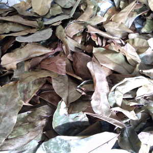 ใบกระเจี๊ยบเขียวแห้งธรรมชาติจากเวียดนาม วัตถุดิบสำหรับชงชาสมุนไพร เครื่องดื่ม สำหรับส่งออก จำหน่ายจำนวนมาก - Product Image 1