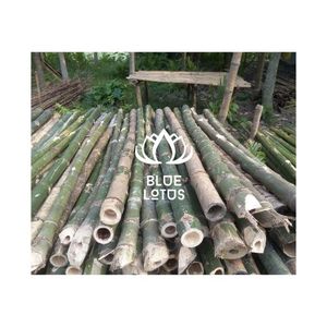 Poste de Bambú Sostenible de Alta Calidad |   Suministro de Material de Caña de Bambú Sólido Natural Puro - Product Image 1