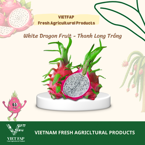 Saveur rafraîchissante standard VIETFAP Binh Thuan Vietnam <span class=keywords><strong>Fruit</strong></span> du dragon blanc commun 100% naturel frais - Product Image 2