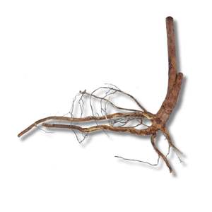 Eco-Friendly Decorative Aquascape Terrarium <b>Vivarium</b> Spider <b>Wood</b> Excel Sustainable Aquarium Decor - Product Image 1