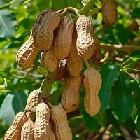 Arachides fraîches biologiques crues séchées saveur originale arôme lacté sac de 25 kg vente en gros