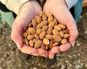 Amandes brutes biologiques de qualité supérieure, non-OGM, en vrac, en coque ou décortiquées, qualité alimentaire supérieure, vente en gros, export Autriche - Product Image 3