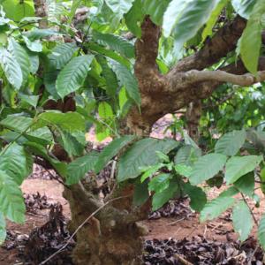 เคี้ยวรากสำหรับสุนัขกระตุ้นให้มีสุขภาพดีของเล่นสุนัขที่ทนทานวัสดุที่ยั่งยืนของเวียดนามราคาต่ำ - Product Image 6