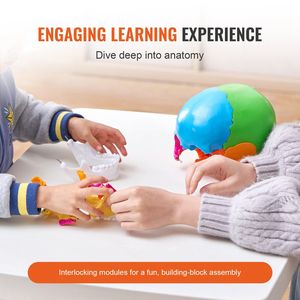 Modello di Cranio Umano in PVC Dipinto a Grandezza Naturale con 22 Parti Anatomiche Staccabili, Strumento Didattico per Scienze Mediche - Product Image 3