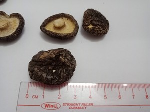FACTORY PRICE Dried Shiitake Mushroom HOT SELLING Multi-Size 2-5cm 1-2cm Thick Caps Vietnam Origin No Additives Export Standard - Product Image 5