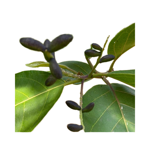 Produit agricole biologique Terminalia Chebula Premium - Product Image 2