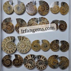 Amonites Fósiles Naturales de Alta Calidad al por Mayor, Espécimen Mineral en Rodajas, Pequeños Fósiles de Amonites en Venta, Lote de Piedras para Joyería Cabujón - Product Image 1