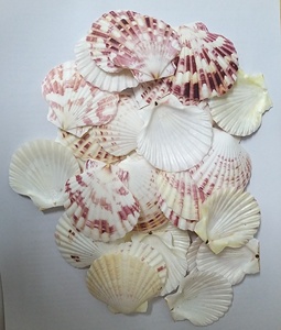 Coquilles de pétoncle naturelles pour la décoration, artisanat DIY, 10-15 cm, vente en gros, approvisionnement en vrac/MS KELLY - Product Image 5