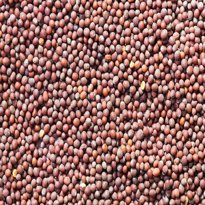 เมล็ดมัสตาร์ดเกรดพรีเมียม ขายส่งจำนวนมาก เกรดอาหาร พร้อมจัดส่ง คุณภาพสูงสุด ผู้จัดจำหน่ายส่งออก - Product Image 3
