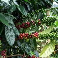 Groothandel Fabrieks Export 95 tot 99% Zuiverheid Robusta Vietnam Oorsprong Groene Koffiebonen A 60kg A Plus Bulkzakken Hoge Kwaliteit