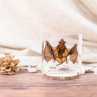 Vraie chauve-souris en résine, objets d'artisanat en résine, insectes préservés dans la résine pour les salles de classe de sciences, kits pédagogiques d'éducation scientifique