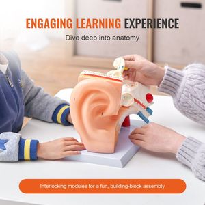 Professional PVC Anatomical Ear Model 3 Part 5x Enlarged Human Ear Display for Physiology Education Base <b>Medical</b> <b>Science</b> - Product Image 3
