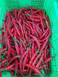 พริกเวียดนามแช่แข็งแบบ IQF ผลผลิตใหม่ MOQ ต่ำ ขายส่ง-รสเผ็ดร้อน แปรรูปดิบ-คุณภาพคงที่ - คุณทารินา - Product Image 5