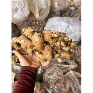 ขิงสดเจียไล เวียดนาม |   ขิงหอมและเผ็ดสำหรับส่งออก - Product Image 3