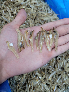 Anchois séchés du Vietnam pour la vente en gros, destinés aux acheteurs de produits de la mer, aux services de restauration et aux importateurs internationaux - Product Image 6