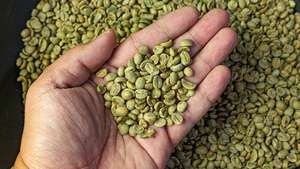เมล็ดกาแฟโรบัสต้าออร์แกนิกแบบเม็ด ขนาด 18 ผลิตในเวียดนาม คุณภาพสูง ส่งออกโดยตรง ความเสียหายต่ำ - Product Image 2