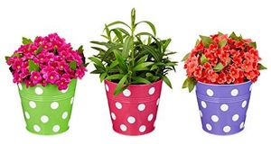 Jardinera Redonda con Puntos para Barandilla de Balcón Multicolor |   Macetas Metálicas con Barandilla de Puntos para Balcón y Jardinería en Casa - Product Image 5