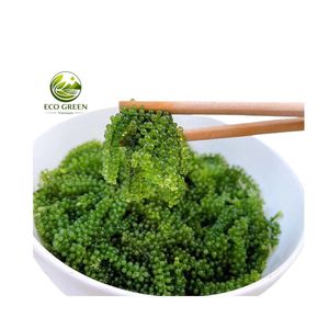 Uvas de Mar Deshidratadas de Vietnam, Sabor Fresco Después de Remojarlas, Algas Verdes Naturales Ricas en Minerales - Product Image 4