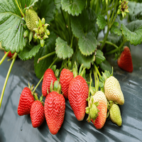 Beste prijs verse blauwe bessen bulk zoet 100% natuurlijk fruit nieuwe oogst groothandel hoge kwaliteit GMO 25kg vanaf de oorsprong