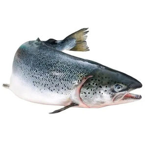 Filete de salmón congelado, salmón fresco y congelado del Atlántico, cabeza de salmón congelada entera en venta - Product Image 1