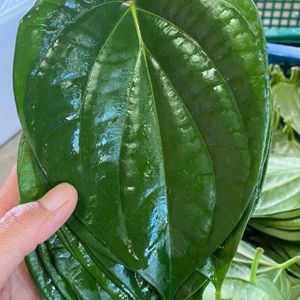 Daun Sirih Segar (Piper Betle) Kualitas Ekspor Thailand Premium Daun Utuh Hijau Nakhon Pathom 500 Daun/kg Untuk Kunyah