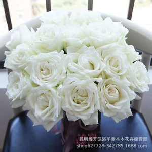 ดอกกุหลาบสีขาว Tanny ส่งตรงจากโรงงานดอกไม้สำนักงานดอกไม้สำหรับวันวาเลนไทน์ - Product Image 5