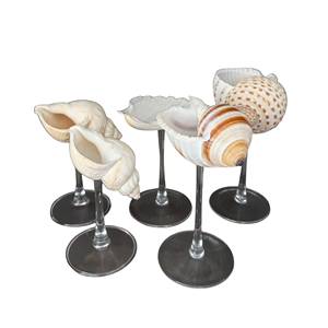 Concha de Turbo Burgess pulida con acabado perla para colección - Conchas marinas de Vietnam más vendidas en varios tipos - Conchas de caracoles marinos - Product Image 4