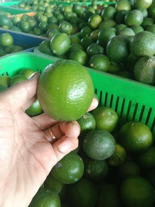 Lima fresca fruta de alta calidad con pulpa gruesa olor ácido esencial para sabores vibrantes y suministros de cocina Vietnam - Product Image 2