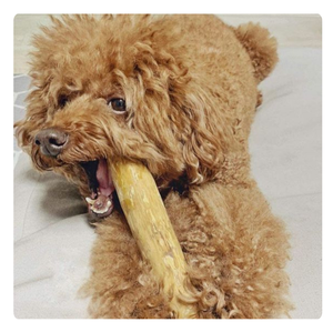 Bâton à mâcher durable en bois de café pour chiens de taille moyenne et grande, vente en gros - Product Image 4