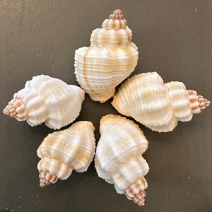 เปลือกหอยสำหรับตกแต่งธีมชายหาดและงานประดิษฐ์ ราคาดี เปลือกหอยธรรมชาติ จำนวนมาก - Product Image 6