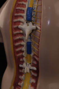 Science Educational Medical Science 85cm Bisexual Human Torso 40 Parts Human Anatomy Torso <b>Model</b> Affordable at Low Price - Product Image 3