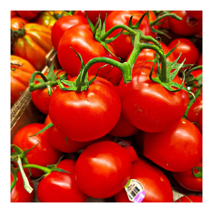 Tomates frescos Envío rápido Tomates de alta calidad Tomates frescos - Product Image 6