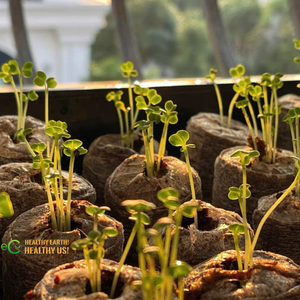 35mm &42mm Peat Pellet Seed Starter Soil for Growing Herbs, Plant, Flowers, <b>Vegetables</b> From Eco2go Vietnam - Product Image 6