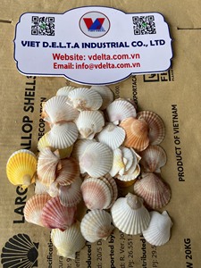 Coquilles de palourde de qualité supérieure du Vietnam – Export en vrac pour usage décoratif et artisanal - Product Image 2