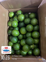 Premium Vietnamese Lime zonder pit – Heldergroene schil, rijke smaak, hoog sapgehalte