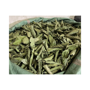 Té de Hojas de Guayaba Frescas Premium Ecológico, Hecho con Ingredientes 100% Naturales, Venta al Por Mayor de Fábrica - Product Image 6
