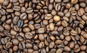 พรีเมี่ยมสกรีน 18 เมล็ดกาแฟโรบัสต้าขนาดใหญ่ คั่วอ่อน 100% ธรรมชาติ บรรจุถุง 250 กรัม - Product Image 2