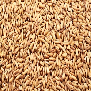 Blé en vrac prêt pour la commercialisation, provenant de producteurs agricoles, blé propre avec 11 % d'humidité, pour la distribution mondiale, en vrac à vendre - Product Image 2