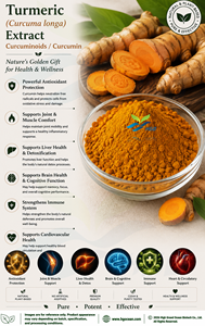 Suministro Directo de Fábrica HGO, Extracto de Cúrcuma (Curcuma Longa) en Polvo (Grado Alimenticio), Curcuminoides/Curcumina 95% (Extracto Estandarizado) - Product Image 3
