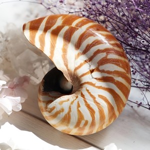 Conchas marinas de gran calidad para manualidades, decoración costera, conchas de nautilus a precio económico. - Product Image 1