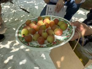 ผลไม้คุณภาพเยี่ยมเกรดพรีเมียม องุ่นญี่ปุ่นดำสดไร้เมล็ด สีเขียวแดง - Product Image 5