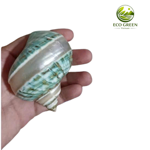 Revestimiento Iridiscente Verde de Concha Marina Pulida Premium para Decoración de Bodas, Decoración Costera para Spas y Resorts - Product Image 6