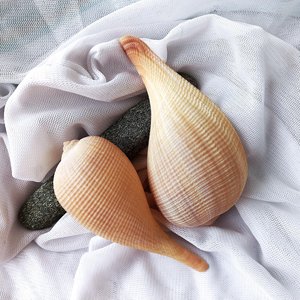 เปลือกหอยตกแต่งตู้ปลาขายส่ง ราคาถูกจากซัพพลายเออร์เวียดนาม - Product Image 3