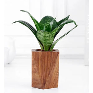 Pot de fleurs en bois moderne fait à la main, motif à carreaux, pots de plantes en bois uniques, décoration d'intérieur, conteneur de table pour plantes d'intérieur - Product Image 4