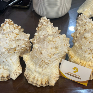 เปลือกหอยธรรมชาติสำหรับตกแต่งบ้าน ของตกแต่งธีมธรรมชาติ เป็นมิตรกับสิ่งแวดล้อม เปลือกหอยสีขาวธรรมชาติ งานฝีมือรักษ์โลกจากเวียดนาม - Product Image 3