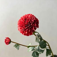 Vente directe d'usine, fleurs artificielles de dahlia à 2 têtes, fleurs de dahlia en soie pour les centres de table et les arrangements floraux