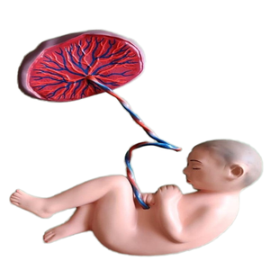 Modèle anatomique en fibre de verre pour nouveau-né, pour l'enseignement médical et la formation en pédiatrie MAYALAB - Product Image 1