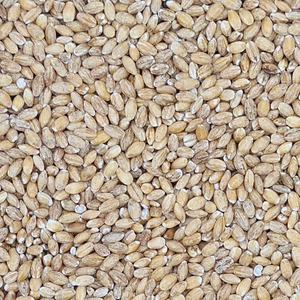 Orge de récolte pour l'alimentation animale, fournie en vrac, avec grain frais moulé de qualité supérieure pour les fermes d'élevage et les acheteurs d'aliments pour animaux. - Product Image 4