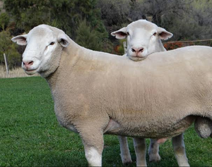 Fournisseur en gros de moutons Dormer de qualité supérieure avec livraison en 7 à 14 jours depuis l'Afrique du Sud pour les éleveurs de moutons et les entreprises agricoles - Product Image 1